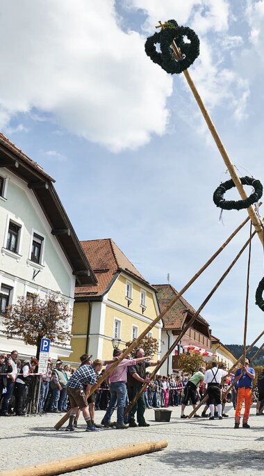 Auf dem Bodenmaiser Marktplatz helfen mehrere Männer zusammen, um den geschmückten Maibaum aufzustellen. Daneben stehen viele Schaulustige. | © Bodenmais Tourismus & Marketing GmbH